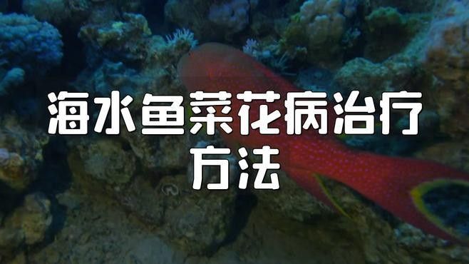 海缸海水魚疾病識(shí)別指南（上）-7種點(diǎn)狀疾病嗶哩嗶哩（海水魚常見(jiàn)疾病與應(yīng)對(duì)方法海缸海水魚疾病識(shí)別指南）