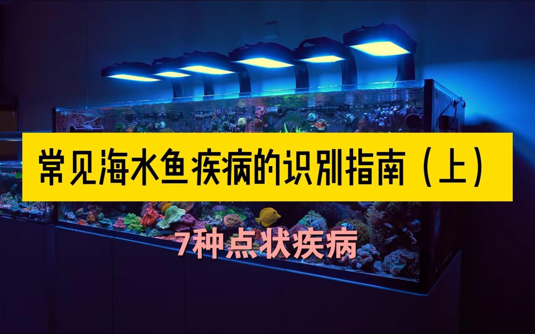 海缸海水魚疾病識(shí)別指南（上）-7種點(diǎn)狀疾病嗶哩嗶哩（海水魚常見(jiàn)疾病與應(yīng)對(duì)方法海缸海水魚疾病識(shí)別指南）