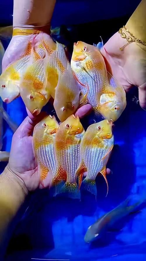 白子關刀魚適合哪些水族箱白子關刀魚飼養成本高嗎（白子關刀魚的市場價格）