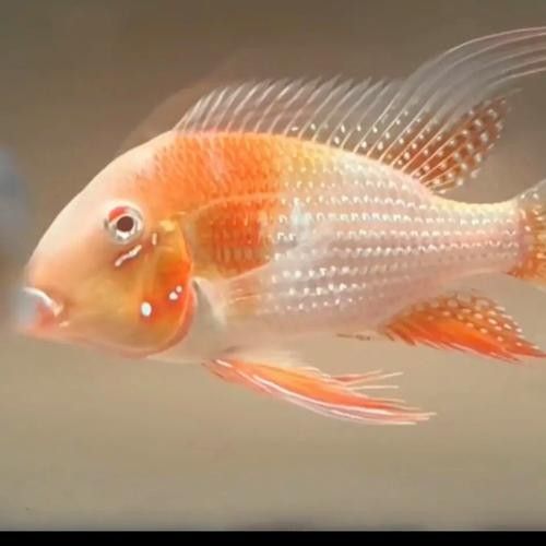 白子關刀魚適合哪些水族箱白子關刀魚飼養成本高嗎（白子關刀魚的市場價格）