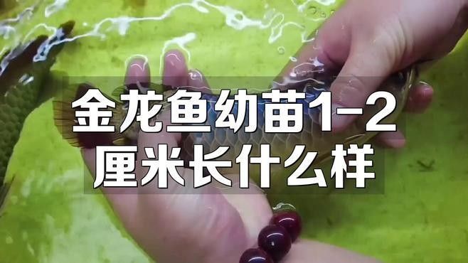 金龍魚魚苗的外觀特征,金龍魚幼崽長什么樣饞啥攻略聽（金龍魚幼苗1-2厘米長什么樣）