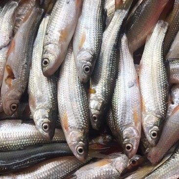 紅尾平克魚的價格是多少？（紅尾平克魚價格在每公斤10-20美元）