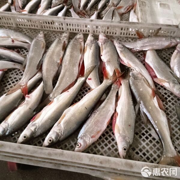 紅尾平克魚的價格是多少？（紅尾平克魚價格在每公斤10-20美元）