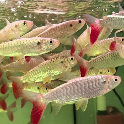 紅尾平克魚的價格是多少？（紅尾平克魚價格在每公斤10-20美元）