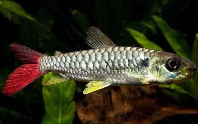 紅尾平克魚的價格是多少？（紅尾平克魚價格在每公斤10-20美元）