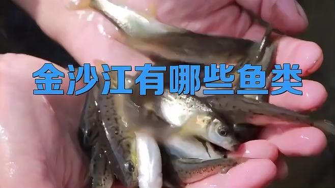 金沙江魚類大全（金沙江有哪些魚類？）