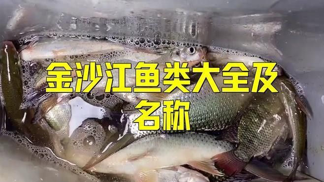 金沙江魚類大全（金沙江有哪些魚類？）