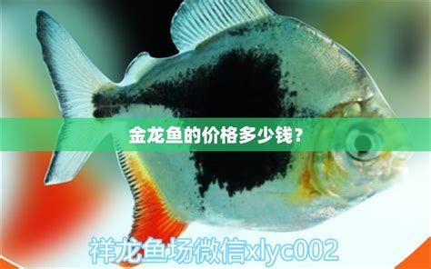 金龍魚的市場價格及配圖展示（金龍魚價格的詳解及配圖展示）