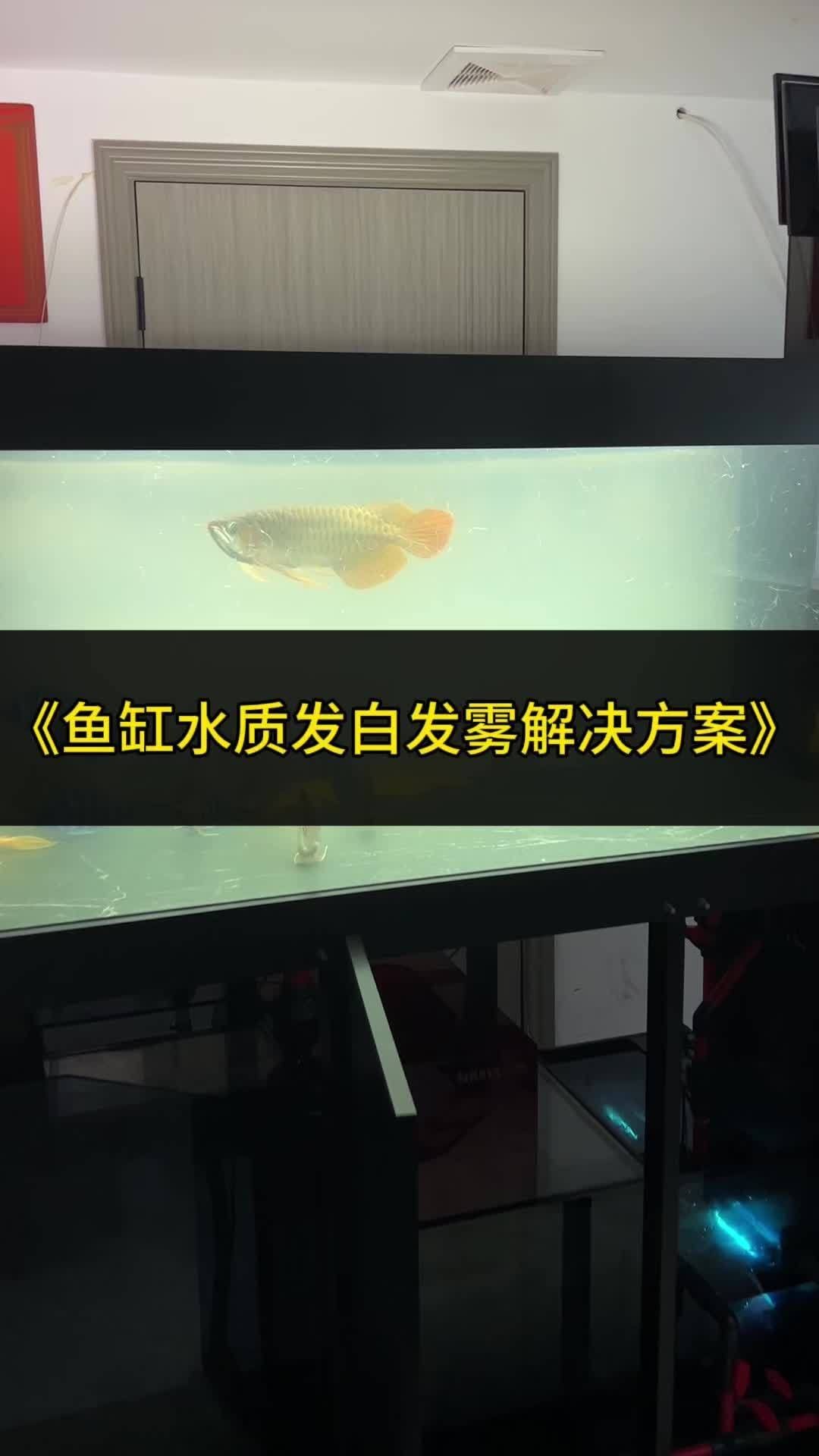 龍魚黏膜脫落的解決方案（龍魚掉鱗片怎么辦龍魚掉鱗片怎么辦龍魚掉鱗片怎么辦）