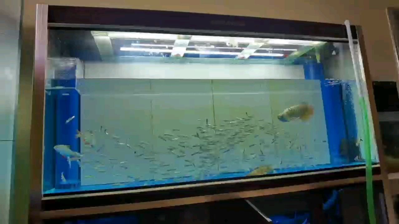 魚友說：一缸好吃的，每天能吃多少條，幫忙給我第一個帖子點贊吧（許昌水族館換水活動）