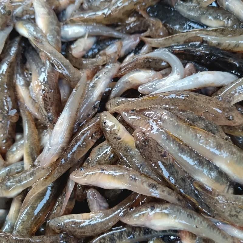 馬古龍魚的圖片，馬古龍魚的分布區域（馬古龍魚圖片）