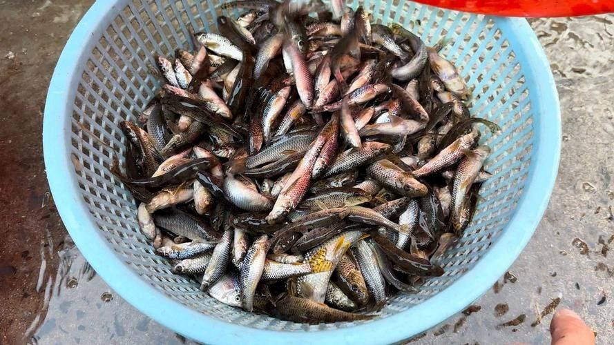 馬古龍魚的圖片，馬古龍魚的分布區域（馬古龍魚圖片）