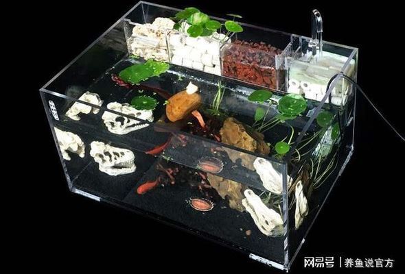 歷史上體型最大的動物——魚龍（世界上體型最大的動物——新西蘭大龍魚）