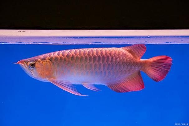 帝龍漁業最厲害三個牌子（2025魚漂品牌排行榜_最新魚漂排名分享）