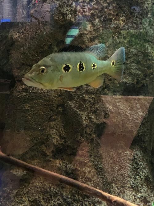 帝龍漁業最厲害三個牌子（2025魚漂品牌排行榜_最新魚漂排名分享）