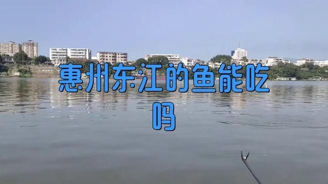 惠州東江的魚能吃嗎，惠州東江的魚能吃嗎梁小豹崽聽（惠州東江的魚怎么選？）