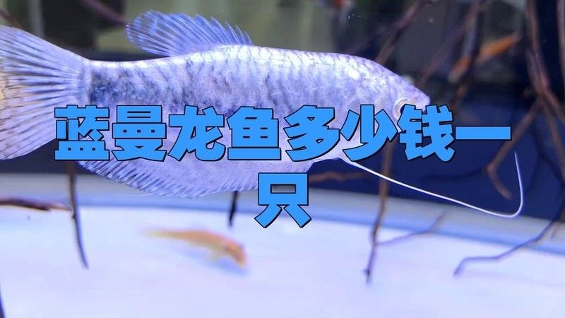 藍曼龍魚的價格是多少？（藍曼龍魚價格因尺寸、購買渠道和地區差異有較大波動） 藍曼龍魚的價格是多少？（藍曼龍魚價格因尺寸、購買渠道和地區差異有較大波動） 觀賞魚百科 第4張