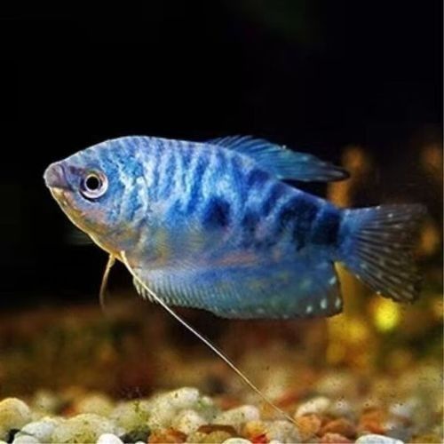 藍曼龍魚的價格是多少？（藍曼龍魚價格因尺寸、購買渠道和地區差異有較大波動） 藍曼龍魚的價格是多少？（藍曼龍魚價格因尺寸、購買渠道和地區差異有較大波動） 觀賞魚百科 第3張