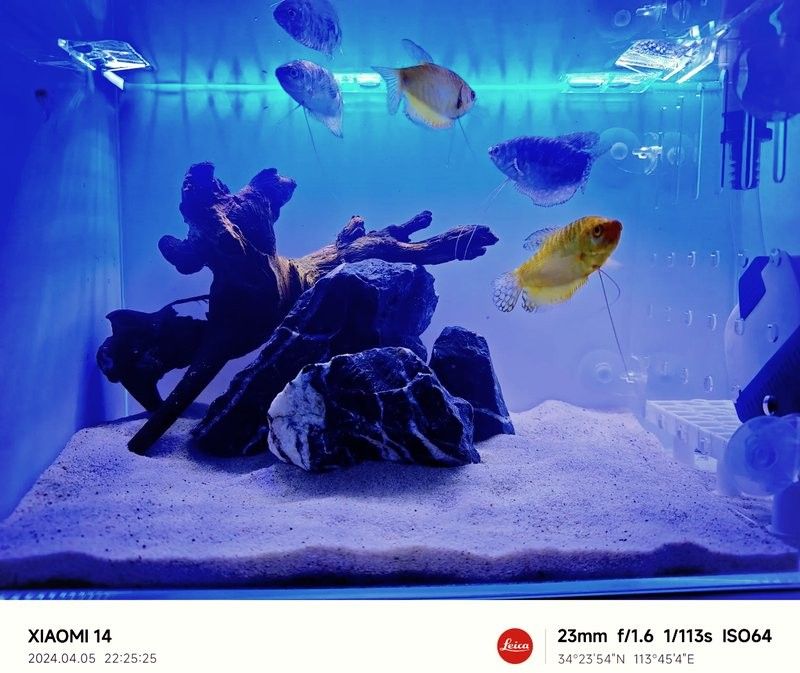 藍曼龍魚的價格是多少？（藍曼龍魚價格因尺寸、購買渠道和地區差異有較大波動） 藍曼龍魚的價格是多少？（藍曼龍魚價格因尺寸、購買渠道和地區差異有較大波動） 觀賞魚百科 第5張