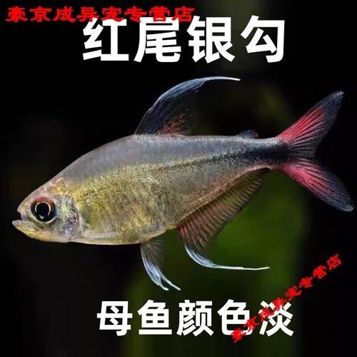 紅勾銀版魚是雜牌子還是雜牌子，紅勾銀版魚的價格是多少（如何辨別“紅勾銀版魚”的真假？）