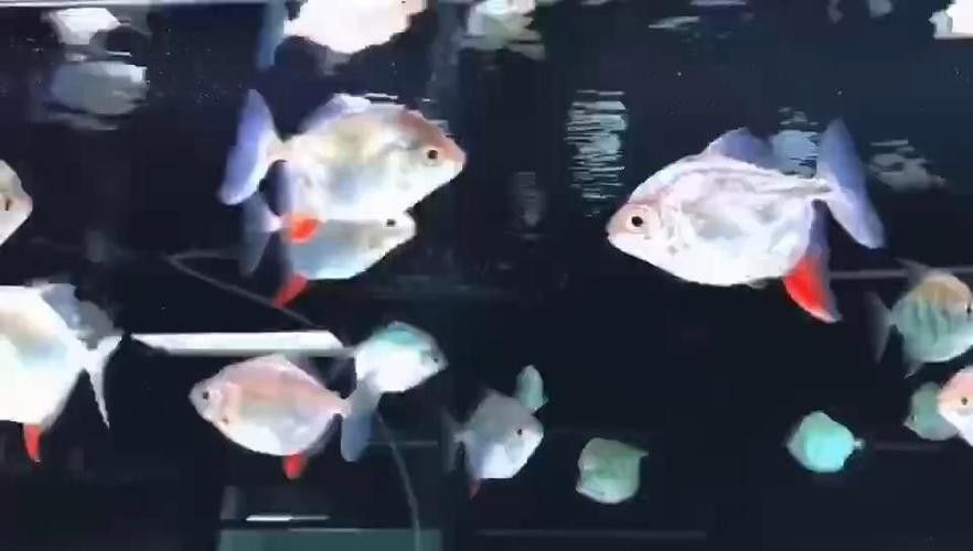 紅勾銀版魚是雜牌子還是雜牌子，紅勾銀版魚的價格是多少（如何辨別“紅勾銀版魚”的真假？）