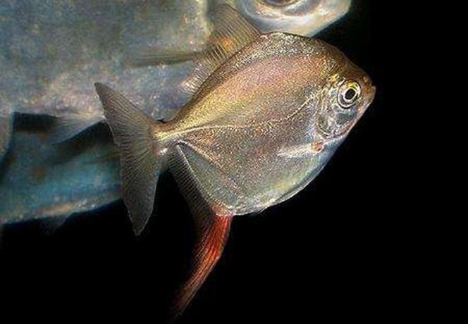 紅勾銀版魚是雜牌子還是雜牌子，紅勾銀版魚的價格是多少（如何辨別“紅勾銀版魚”的真假？）