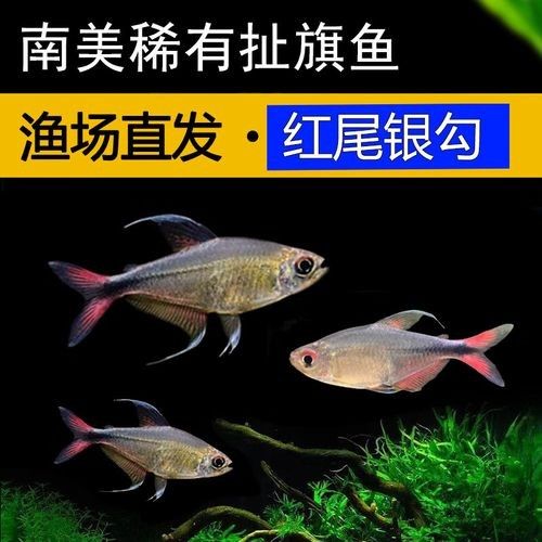 紅勾銀版魚是雜牌子還是雜牌子，紅勾銀版魚的價格是多少（如何辨別“紅勾銀版魚”的真假？）