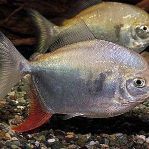 紅勾銀版魚是雜牌子還是雜牌子，紅勾銀版魚的價格是多少（如何辨別“紅勾銀版魚”的真假？）