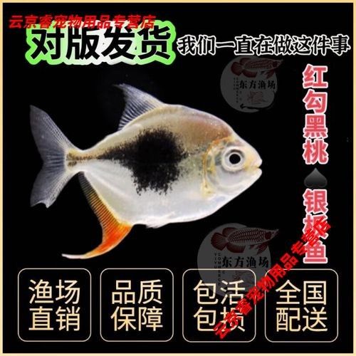 紅勾銀版魚是雜牌子還是雜牌子，紅勾銀版魚的價格是多少（如何辨別“紅勾銀版魚”的真假？）