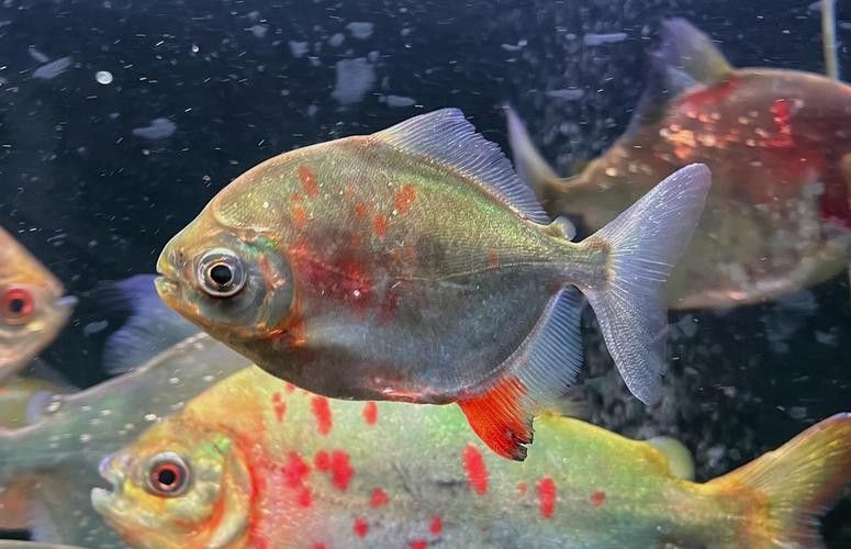 紅勾銀版魚是雜牌子還是雜牌子，紅勾銀版魚的價格是多少（如何辨別“紅勾銀版魚”的真假？）