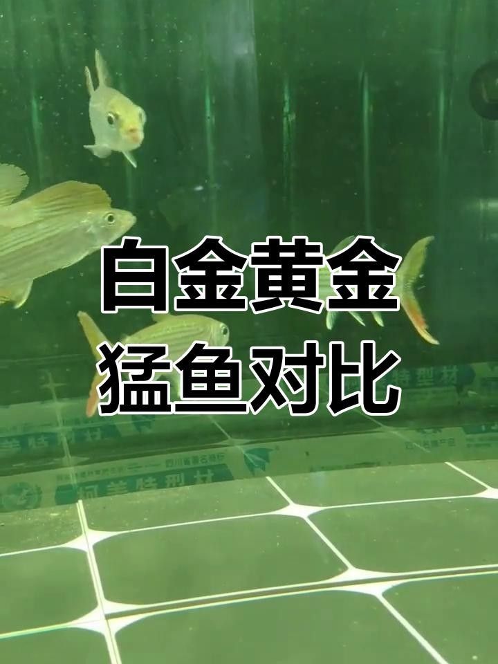 黃金河虎和黃金猛魚的區(qū)別（黃金河虎與黃金猛魚的區(qū)別）