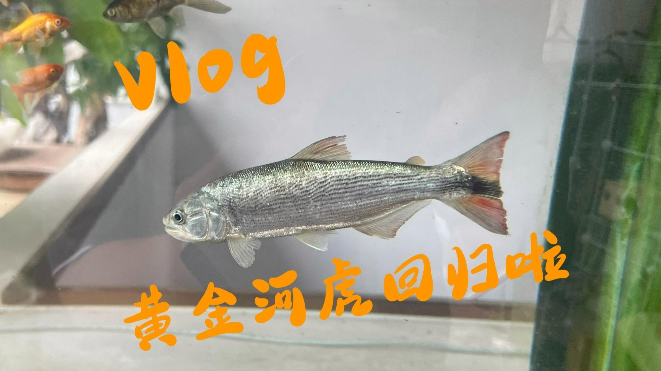 黃金河虎和黃金猛魚的區(qū)別（黃金河虎與黃金猛魚的區(qū)別）