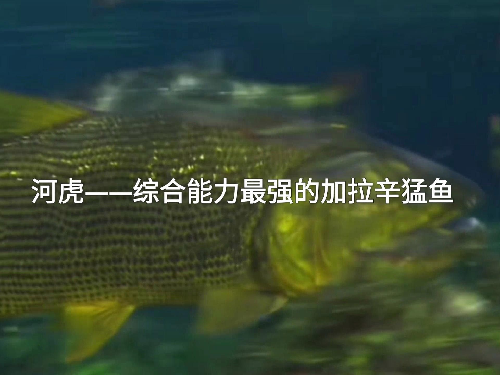 黃金河虎和黃金猛魚的區(qū)別（黃金河虎與黃金猛魚的區(qū)別）