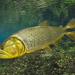 黃金河虎和黃金猛魚的區(qū)別（黃金河虎與黃金猛魚的區(qū)別）