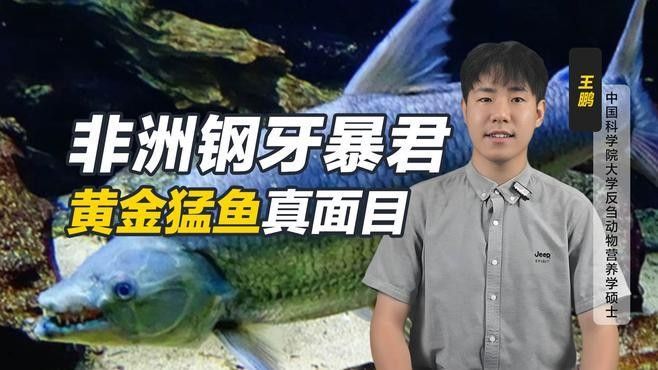 黃金河虎和黃金猛魚的區(qū)別（黃金河虎與黃金猛魚的區(qū)別）