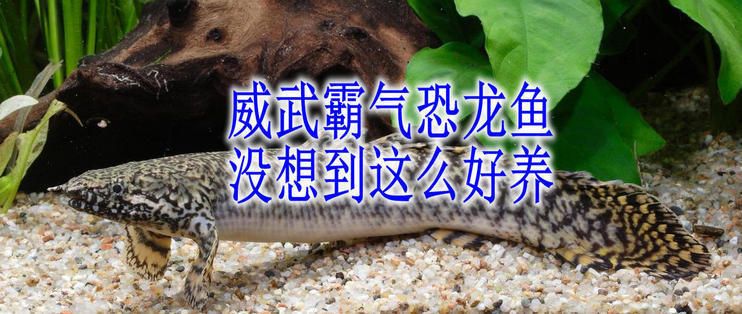 蚌埠哪里有賣魚缸的地方，蚌埠哪里有賣魚缸的地方呢（蚌埠哪里有賣魚缸的地方）