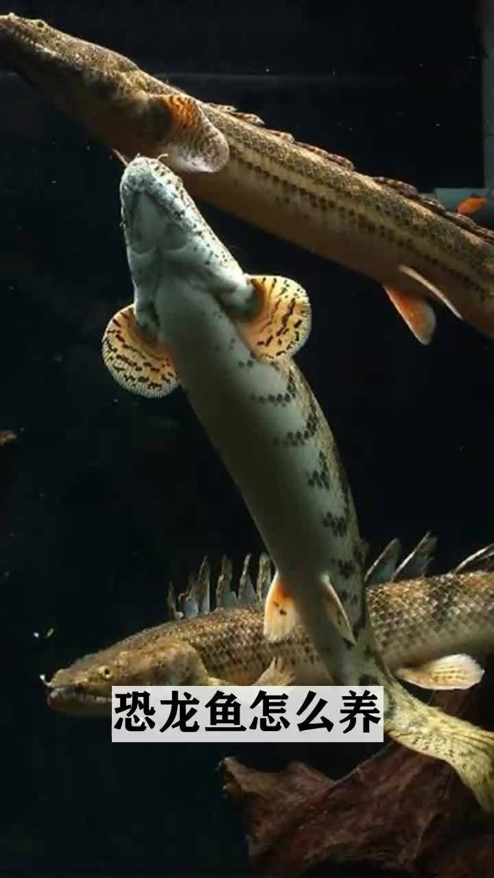 有沒有視頻教程演示如何區(qū)分野生和養(yǎng)殖雷龍魚，如何區(qū)分野生和養(yǎng)殖雷龍魚