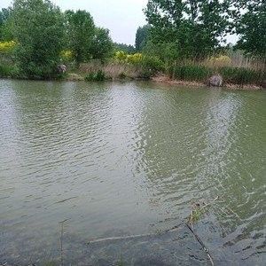 湯陰哪里有賣魚的，湯陰縣的魚類銷售點信息直接提及（湯陰縣哪里有賣魚的）