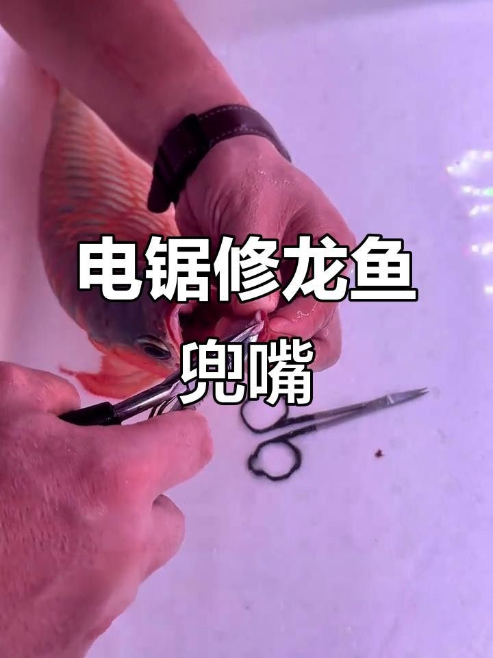 龍魚掉嘴的原因及解決方法（龍魚“掉嘴”怎么辦？）