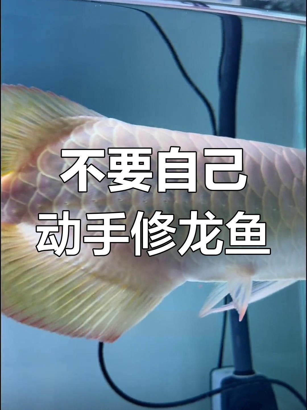 龍魚掉嘴的原因及解決方法（龍魚“掉嘴”怎么辦？）