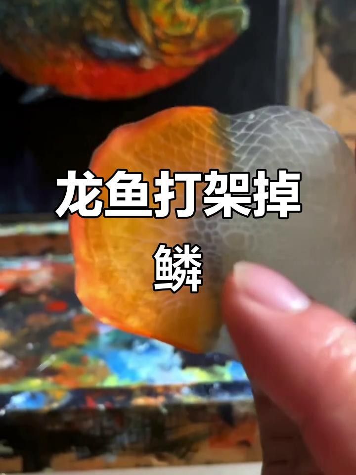 龍魚打架掉鱗怎么辦（養(yǎng)魚小藝龍魚掉鱗片怎么辦龍魚掉鱗片怎么處理）