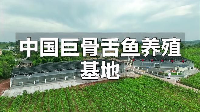 巨骨舌魚在中國的保護現(xiàn)狀，巨骨舌魚放生會有什么后果？（巨骨舌魚在中國并非本土物種，而是中國并非本土物種）
