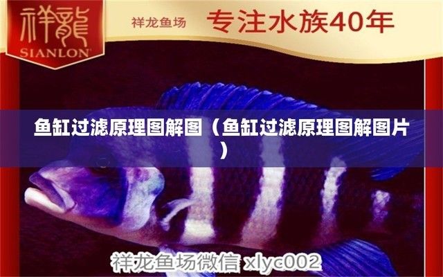 廈門思明區紅之龍水族館（廈門市思明區紅之水族館） 廈門思明區紅之龍水族館（廈門市思明區紅之水族館） 觀賞魚百科 第1張