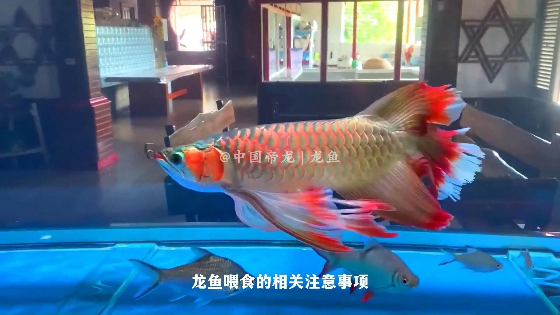 龍魚(yú)升溫的注意事項(xiàng)（養(yǎng)魚(yú)知識(shí)|喂養(yǎng)龍魚(yú)的注意事項(xiàng)知識(shí)）