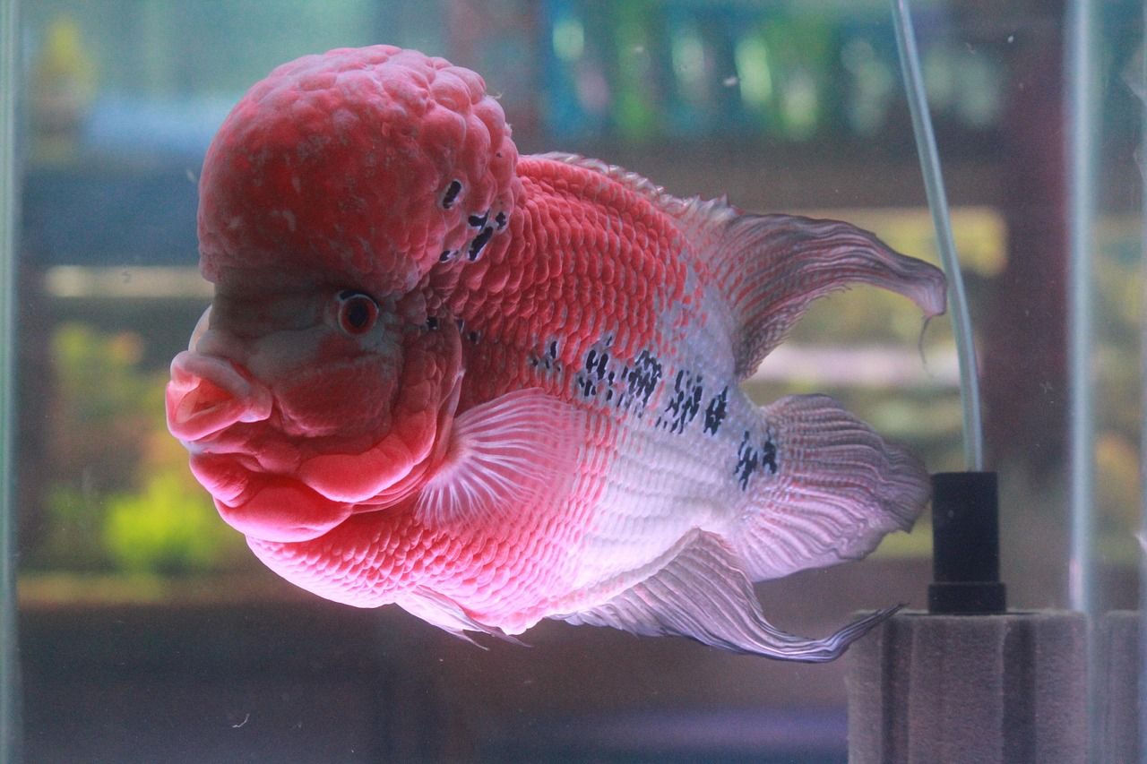 龍魚混養的注意事項，龍魚怎么混養其他魚方法（關于龍魚混養的幾點建議）