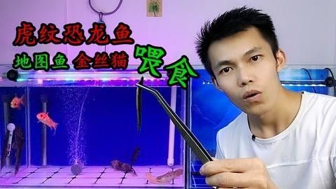 虎紋恐龍魚的吃食視頻（虎紋恐龍魚如何捕捉并吞食獵物的過程）