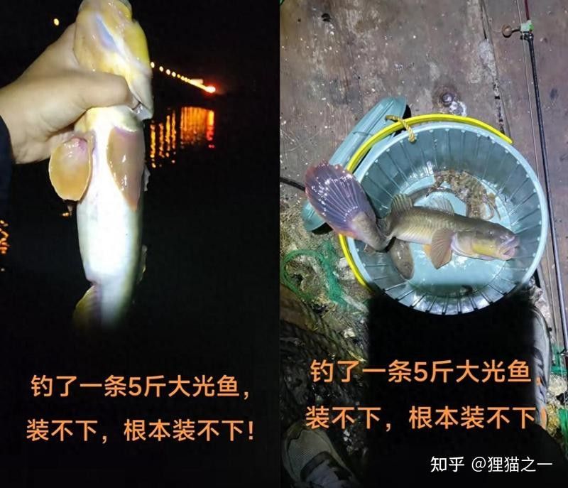 山東男子釣到5斤重光魚魚桶都裝不下，網(wǎng)友：龍宮里跑出來的貍貓（山東男子釣到5斤重光魚魚桶裝不下，網(wǎng)友：龍宮里跑出來的貍貓）