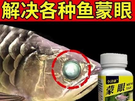 龍魚眼睛有白膜怎么治（龍魚眼睛出現白膜怎么辦，龍魚眼睛有白膜怎么治療） 龍魚眼睛有白膜怎么治（龍魚眼睛出現白膜怎么辦，龍魚眼睛有白膜怎么治療） 觀賞魚百科 第3張