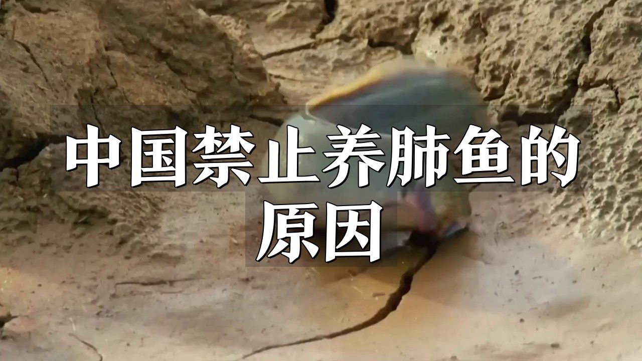 中國禁止養(yǎng)肺魚的原因知財訊肺魚能吃嗎百度健康聽（中國禁止養(yǎng)肺魚的原因是什么？） 中國禁止養(yǎng)肺魚的原因知財訊肺魚能吃嗎百度健康聽（中國禁止養(yǎng)肺魚的原因是什么？） 觀賞魚百科 第1張