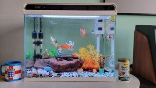 龍魚的種類有哪些，（黑色龍魚是什么品種的龍魚是什么品種的龍魚品種有哪些）